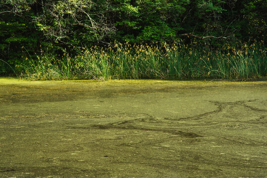 plants flowers and trees line a pond covered in green duckweed on a midwestern summers day.