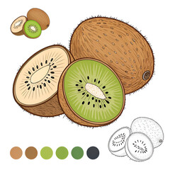 vector of kiwi illustration coloring page for kids