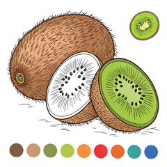 vector of kiwi illustration coloring page for kids