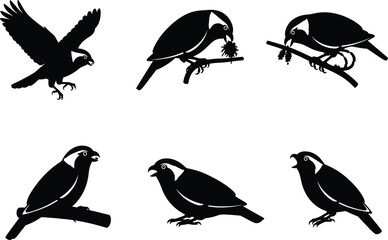 Bird silhouette vector illustration collection featuring perched, flying, feeding, and singing poses, ideal for wildlife, nature, and decorative design.