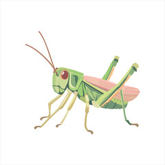 Illustration of a grasshopper