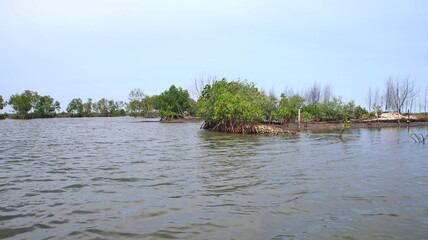 Mangrove trees thriving in the calm waters of a coastal wetland, showcasing nature's resilience and beauty under a clear sky.