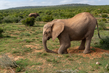 Elephant in African National Park