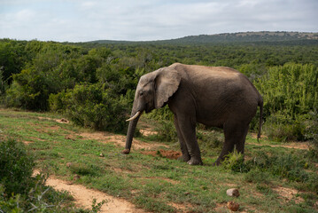 Elephant in African National Park