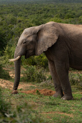 Elephant in African National Park
