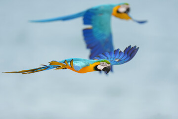 Blue and gold macaw bird Pets are people's friends macaw parrot free flying bird .