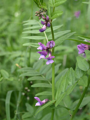 Vicia cracca flowers, vibrant, blooming in a green meadow