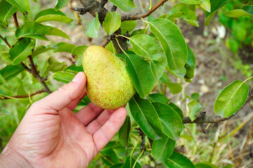 A person gently holds a pear on a branch, surrounded by vibrant green leaves. The scene captures the beauty of nature on a sunny day in a garden, showcasing ripe fruit ready for picking