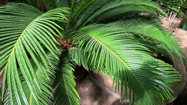 Cycad plant Cycas revoluta with yellow pollen in garden greenhouse, Ukraine
