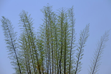 BAMBOOS