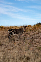 Zebra in African National Park
