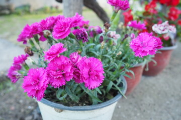 Dianthus is a genus of about 340 species of flowering plants in the family Caryophyllaceae. Common names include carnation, pink and sweet william. Bright Magenta Pink Flowers in a Pot. Gvozdika