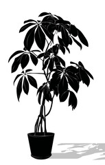 Silhouette of a leafy plant in a pot, casting a shadow on a white background