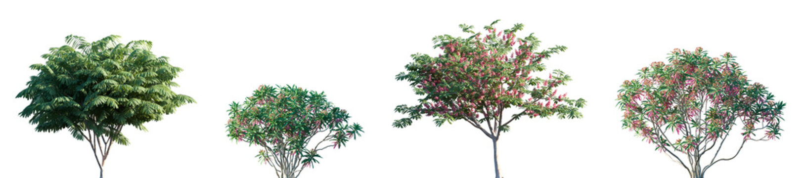 Set of Euphorbia mellifera and Cassia javanica frontal street trees isolated png on a transparent background perfectly cutout