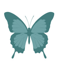 A simple, symmetrical illustration of a butterfly with teal wings and white background
