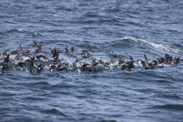 Obraz premium The crested auklet (Aethia cristatella) is a small seabird of the family Alcidae, distributed throughout the northern Pacific and the Bering Sea. This photo was taken in Hokkaido, Japan.