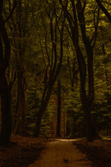 Beauty of Speulderbos during autumn. Sunlight filters through tall trees, casting golden hues on the forest pathway, inviting nature lovers to wander and explore in the Netherlands