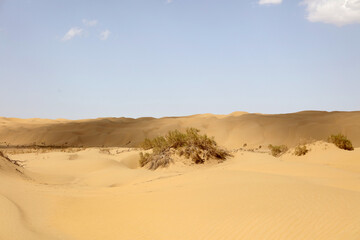 sand dunes in the desert