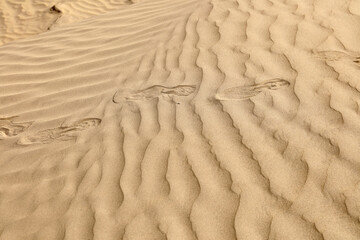sand ripples in the sand