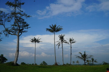 Obraz premium A serene landscape featuring palm trees and a large tree standing on a grassy hill against a beautiful blue sky with clouds, evoking a peaceful tropical scene.