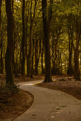 A winding path invites visitors to explore the vibrant autumn landscape of Speulderbos in Veluwe, Netherlands. Sunlight filters through the golden leaves, creating a serene atmosphere.