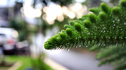 Closeup of vibrant green pine branch glistening with fresh raindrops in tranquil garden after a refreshing spring shower, creating a serene and peaceful atmosphere.