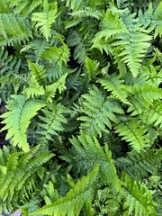 green fern leaves