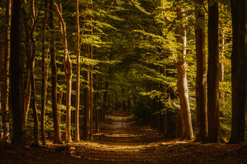 Experience a serene walk through the lush trails of Speulderbos, where golden autumn leaves dance...