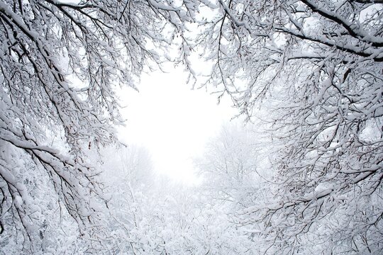 Bare trees with snow-covered branches forming a frame around an empty space directed towards the winter sky - Powered by Adobe