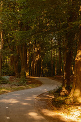A serene path curves through the vibrant autumn foliage of Speulderbos, showcasing the rich colors of fall in the Netherlands