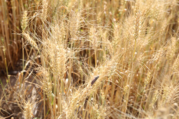golden wheat field
