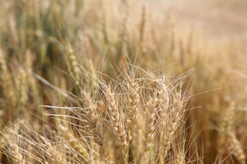 ears of wheat