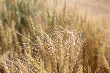ears of wheat