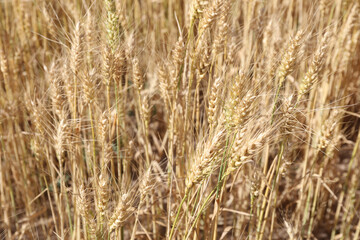 golden wheat field