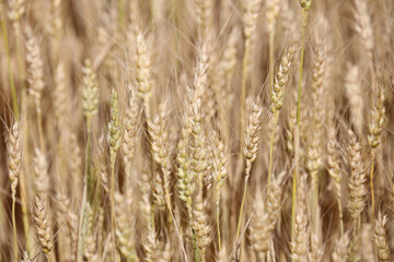 Obraz premium golden wheat field