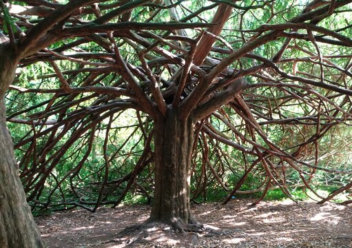 Photo of a leafless yew (Taxus baccata) in Josaphat Park, Brussels, Belgium, showcasing its thick trunk and sprawling, twisting branches within the serene setting of this urban public park.