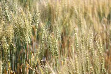 field of wheat