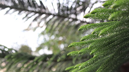 Evergreen branch glistens with raindrops in a lush garden after a refreshing spring shower, creating a serene and peaceful atmosphere.