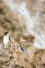 bird on the rock