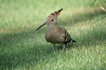 the Eurasian hoopoe (Upupa epops) © sundodger