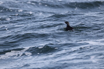 Fototapeta premium The crested auklet (Aethia cristatella) is a small seabird of the family Alcidae, distributed throughout the northern Pacific and the Bering Sea. This photo was taken in Hokkaido, Japan.