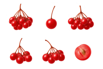 Viburnum berry set with whole fruits, clusters, single berries, cut sections and seeds. Great for botanical, food, health and design use.