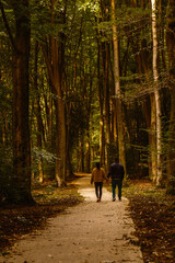 A couple strolls hand in hand along a serene path in Speulderbos forest, Veluwe. The rich autumn colors of the foliage create a warm and inviting atmosphere, perfect for a romantic outing.