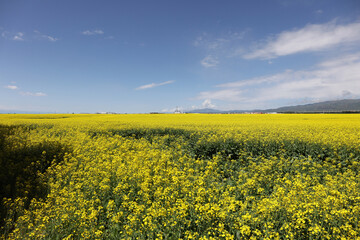 Obraz premium yellow rapeseed field