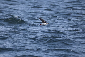 The spectacled guillemot or sooty guillemot (Cepphus carbo) is a seabird in the auk family. This...