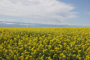 Fototapeta premium field of rape