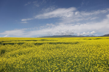 Obraz premium yellow rape field