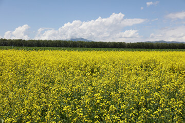 Fototapeta premium yellow rapeseed field