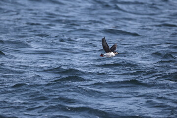 The spectacled guillemot or sooty guillemot (Cepphus carbo) is a seabird in the auk family. This...