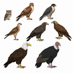 Diverse Collection of Birds of Prey Eagles Falcons Owls Hawks Vultures Isolated